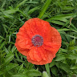 Meet your Posher, Meredith